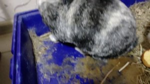 Куда они убежали?