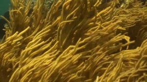 Beneath Bunaken--below the waters off the northern coast of Sulawesi.