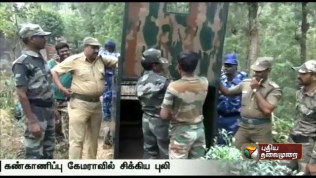 Movements of the tiger threatening people at Nilgiris caught on camera