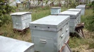 Секреты старых пчеловодов при покраске ульев