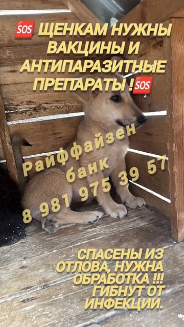МАЛЫШИ ГИБНУТ ОТ ИНФЕКЦИЙ И ПАРАЗИТОВ. Нужны вакцины, помогите люди.