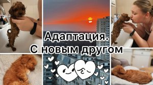 Делать прививку или нет?  Поладили Ева и Карамелька?