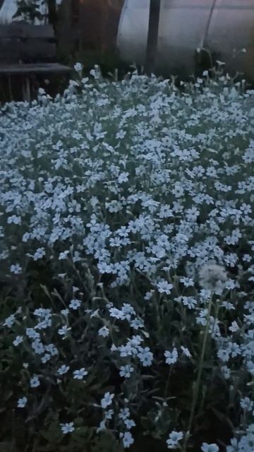 Ясколка красавицаи один одуванчик