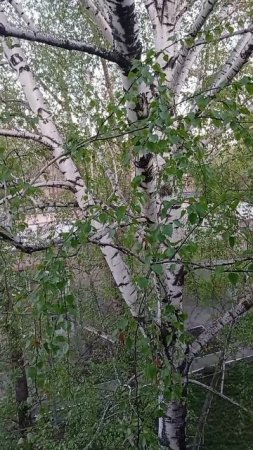 как птички 🐦 поют