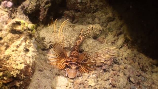 2011 Maldives MV Orion Diving Experience