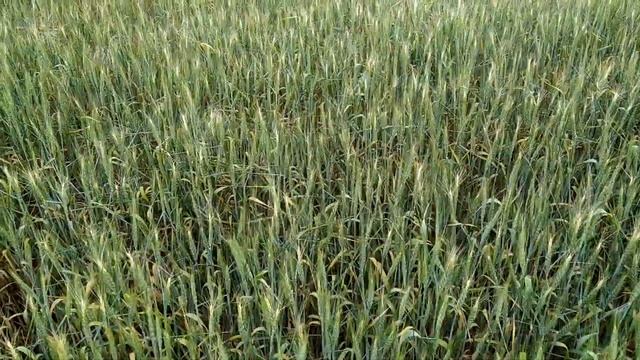 горит озимая пшеница, чего не хватает, нет дождя, ждём, 29.05.2021 смотреть онлайн