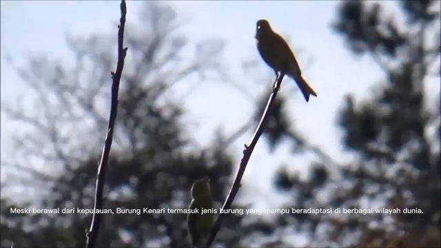 HABITAT ASLI BURUNG KENARI TERNYATA SEPERTI INI || GACOR DI ALAM BEBAS #burung #kenari #animals смотреть онлайн