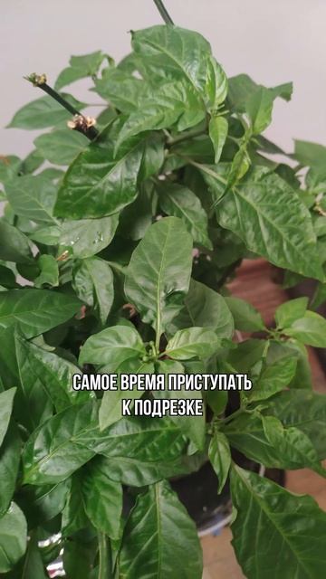 Почему перец не завязывает плоды #carolinareaper #каролинскийжнец #острыйперец #выращивание смотреть онлайн