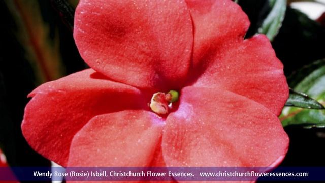 Summer Flowers 1 смотреть онлайн