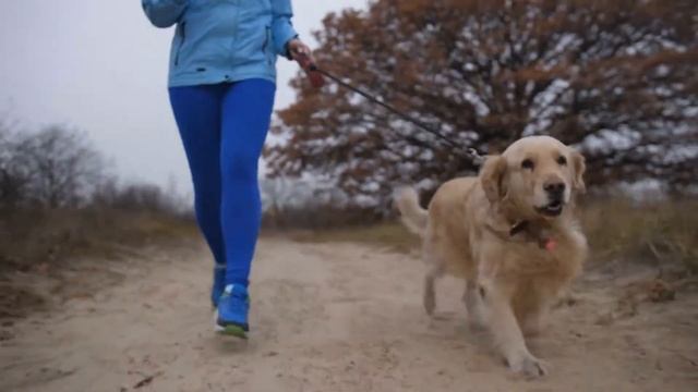 Top 10 Smartest Dog | Smartest Dog Breeds Ever | Cutest Dog Breeds смотреть онлайн