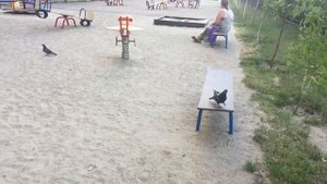 Поймали голубя, пришло время отпустить