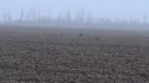 заяц в лежке. охота на зайца