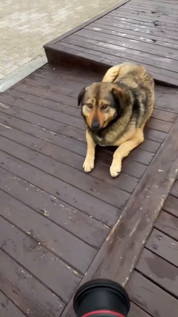 Любите собак? #фотографсочи #съёмки #photography #уличныйфотограф #streetphotography #фото смотреть онлайн