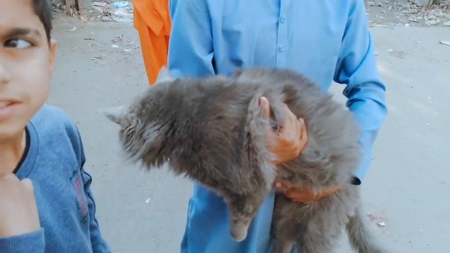 Saddar Cat Market 🐈 || Saddar Billiyo Ki Market 🐈 25-dec-2022 смотреть онлайн