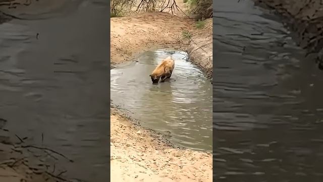 📹 Где крокодилы, когда они так нужны? смотреть онлайн