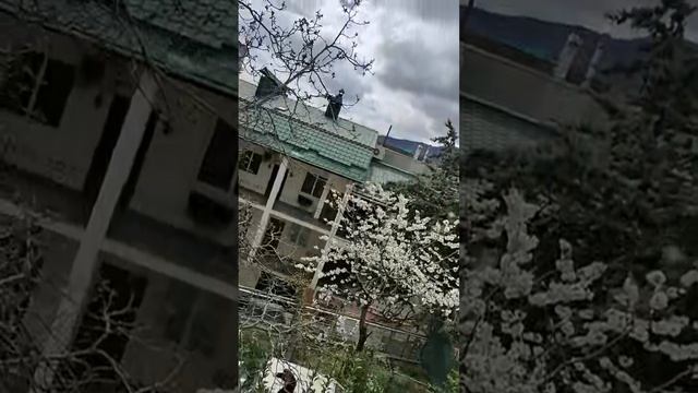 «Тропами природы: пушистые спутники путешествий»