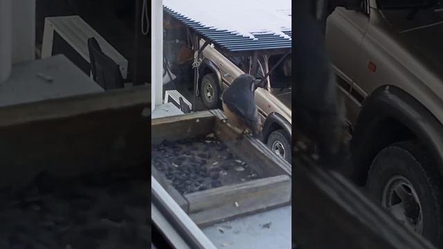 Дубонос Приморье 31 декабря 2023 г. смотреть онлайн