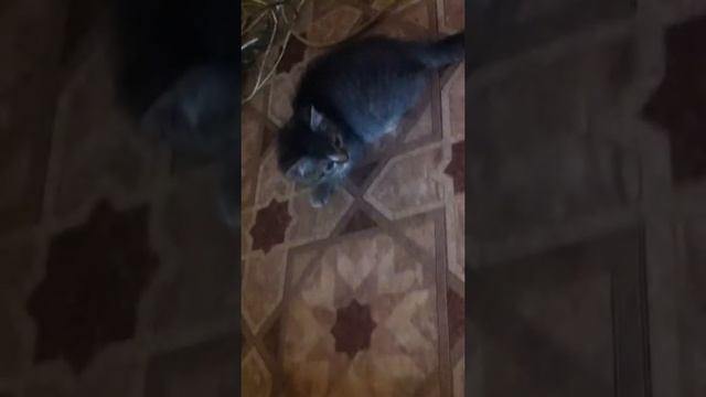 Как я играю со своей кошкой смотреть онлайн