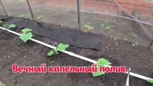 Вечный капельный полив своими руками. Сделайте себе такой.