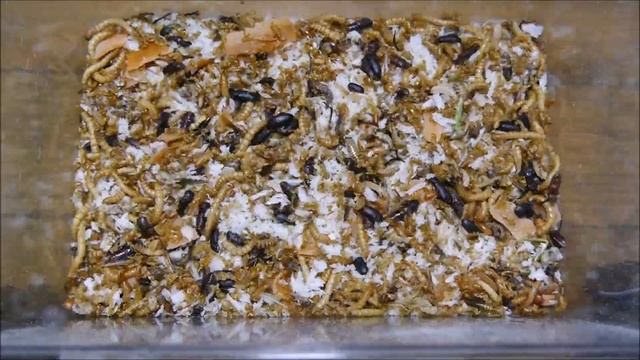 ミルワームがニンジンの皮を食い尽くす様子を超倍速で