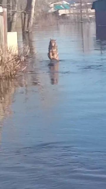 Паводок в ишиме 2016 смотреть онлайн