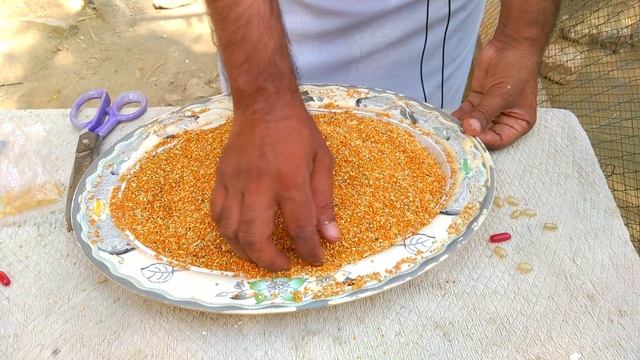 Ajj Finches key leye Breedings Feed teyar ki hi #petsvlogs смотреть онлайн