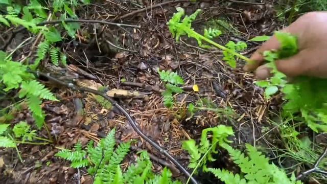 May “Pako” Fiddlehead Fern Sa Canada(752022)