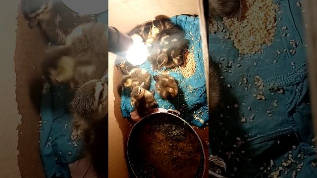 утенята дикой утки кряквы. смотреть онлайн