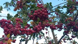 Сладкая садовая рябина