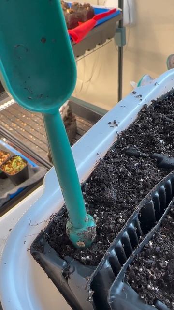 Pre-sprouted sweet peas using vermiculite and moistened paper towel.