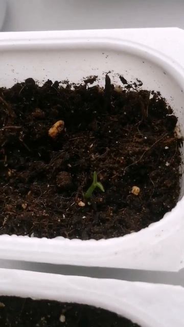 Выращиваю грейпфрут из косточки на подоконнике - 2 #домашниерастения #plant #подоконник #грейпфрут смотреть онлайн