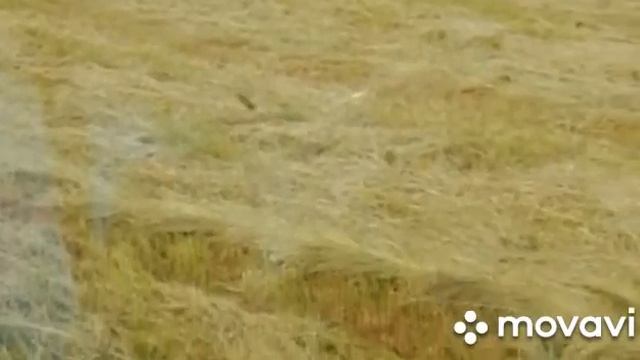 Семейная бригада Сергеевых смотреть онлайн