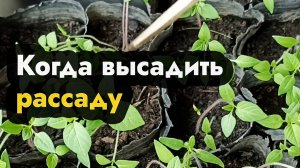 Когда высаживать рассаду - сроки высадки рассады в грунт Когда мы высаживаем рассаду на ДВ и Сибири
