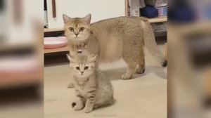 Смешные видео С ЖИВОТНЫМИ 😊 Самые смешные КОШКИ😺 и СОБАКИ🐶