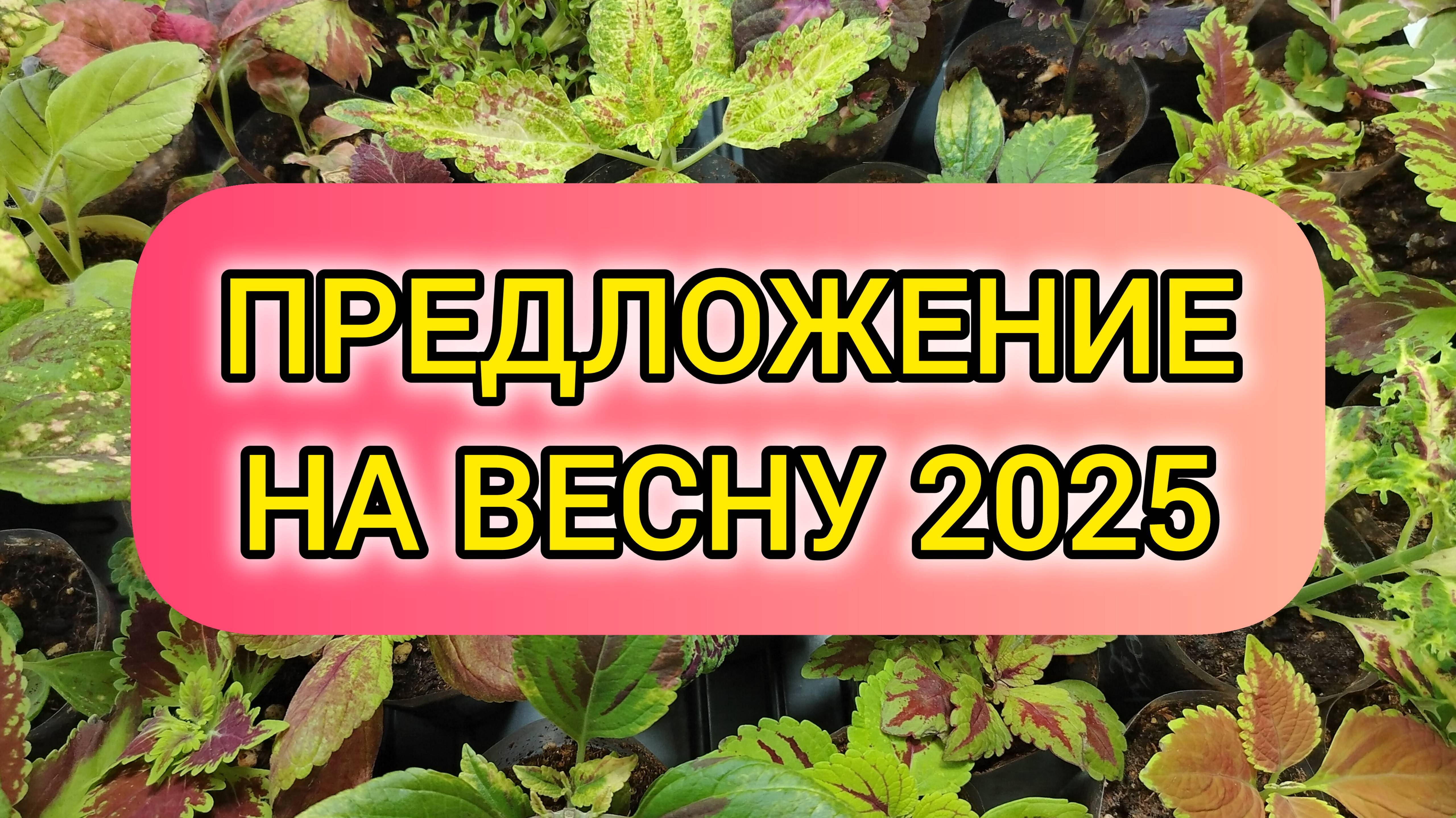 Предложение на весну 2025