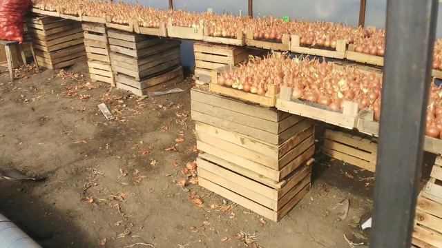 Теплица и что в ней ростет!!! (жду печ а пока сажаю лук) смотреть онлайн