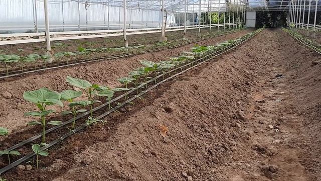 12.08.2021 сол бодиринги тобистону тирамоҳ Игл F1 Кемре F1 Хазера. Кадиар F1 Рами F1 Измир F1 Фито смотреть онлайн