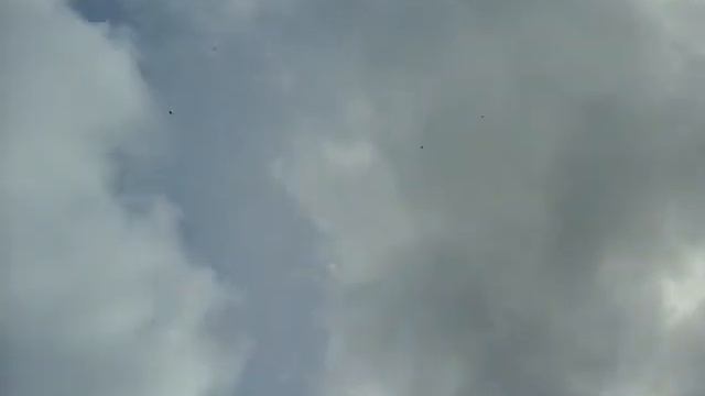 Польши голубей08.04.17 смотреть онлайн