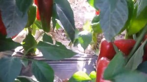 Самандер F1 семена перца сладкого Bayer Nunhems культура в поле