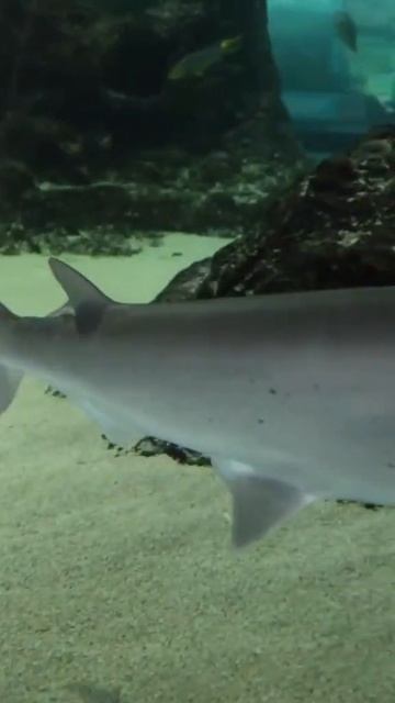 🦈 Which shark would you be - #Documentary #animals #nature смотреть онлайн