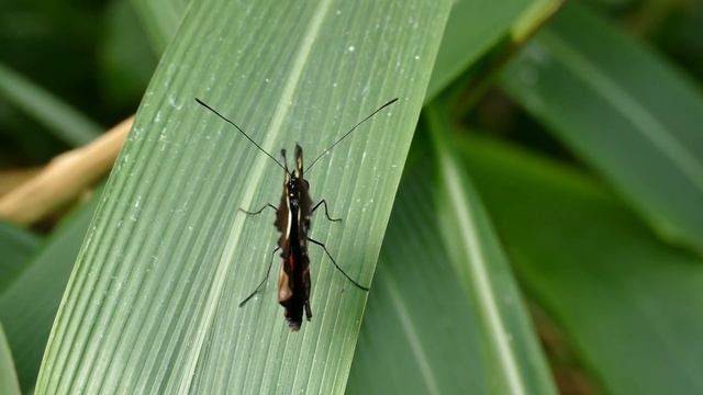 Butterfly || Beautiful Butterfly || All Breads || Beautiful Animals || WORLD смотреть онлайн