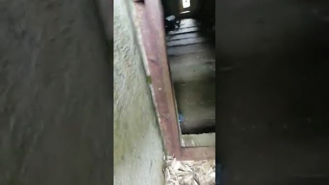 Прогулка по Курильским островам 👍 смотреть онлайн