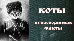 КотоВасия: Замурчательные Факты о Котах!