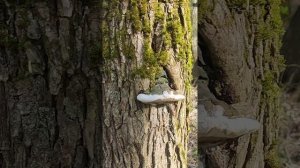 Солотча. Лысая гора. Пасха.