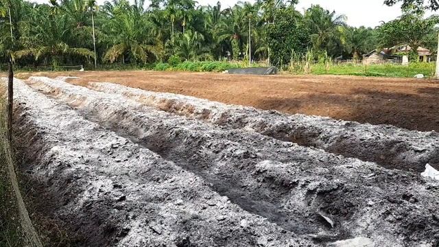 Cara mengaplikasikan dan manfaat dolomit untuk kesuburan tanah dan tanaman смотреть онлайн