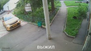 Упал кот с 12-го этажа...