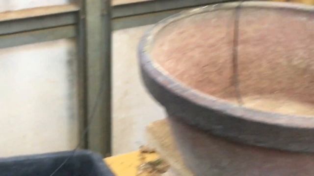 俺せどり盆栽を完成するまで生きてるNO5最終章初せどり巨大100cm楓盆栽との格闘やじま園盆栽タネBonsai園芸ガーデン学ぶ