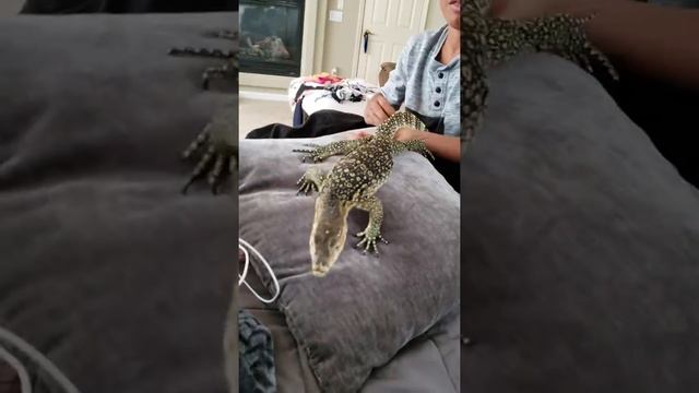 Trex and Yayden. смотреть онлайн