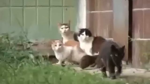 Огромная крыса против нескольких кошек. Кто кого??? смотреть онлайн