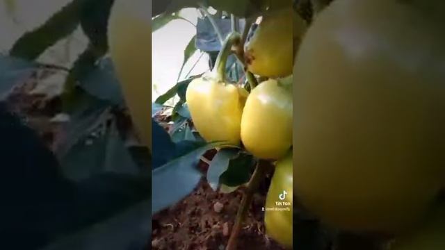 Перец "Златень" смотреть онлайн